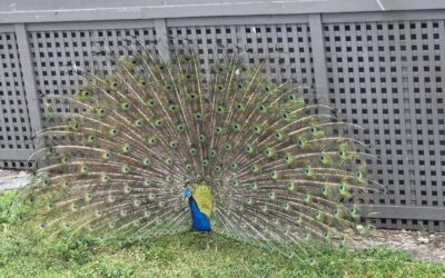 Tag 57 | 19.04.2026 | Amerikanische Abläufe und tierische Auftritte